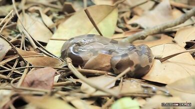 Zrození ploskolebce