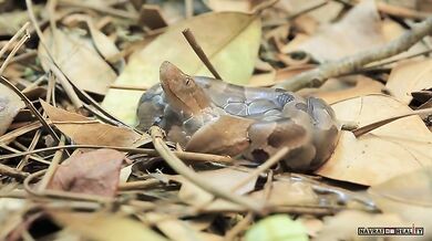 Zrození ploskolebce