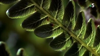 Masožravá housenka rodu Eupithecia