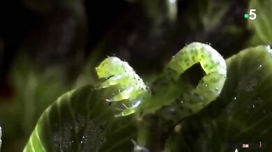 Masožravá housenka rodu Eupithecia