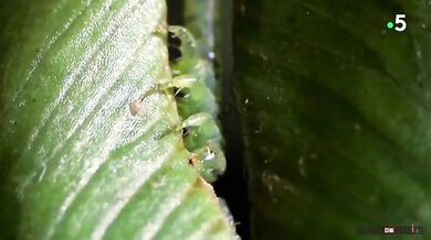 Masožravá housenka rodu Eupithecia