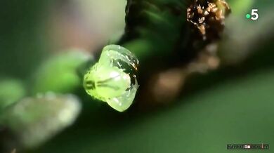 Masožravá housenka rodu Eupithecia