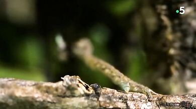 Masožravá housenka rodu Eupithecia