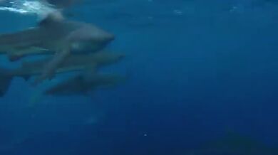 Setkání se žralokem #26