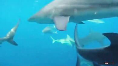 Setkání se žralokem #26