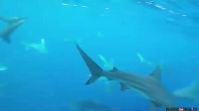 Setkání se žralokem #26