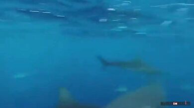 Setkání se žralokem #26