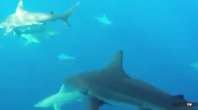 Setkání se žralokem #26