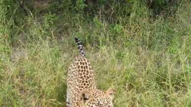 Setkání s leopardem