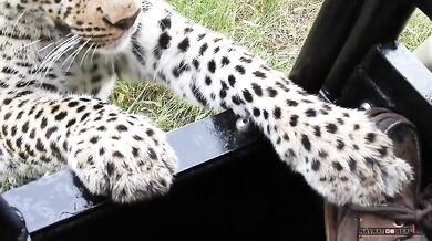 Setkání s leopardem