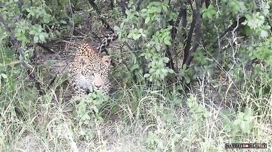 Setkání s leopardem