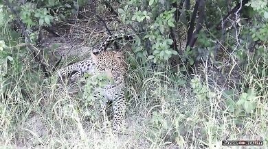 Setkání s leopardem