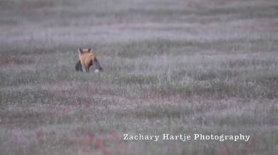 Ukradený úlovek #12