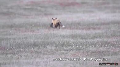 Ukradený úlovek #12