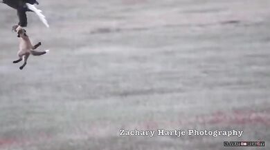 Ukradený úlovek #12