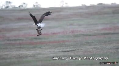 Ukradený úlovek #12