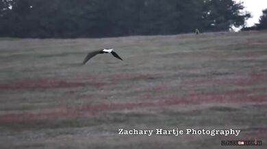 Ukradený úlovek #12