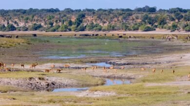 Timelapse - Safari Botswana