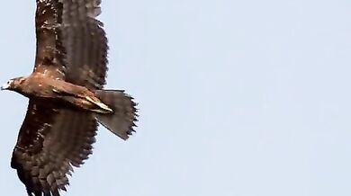 Timelapse - Safari Botswana
