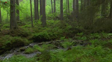 Vlčí smečka na Šumavě