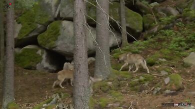 Vlčí smečka na Šumavě