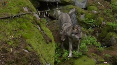 Vlčí smečka na Šumavě