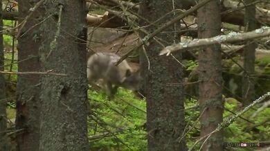 Vlčí smečka na Šumavě