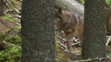 Vlčí smečka na Šumavě