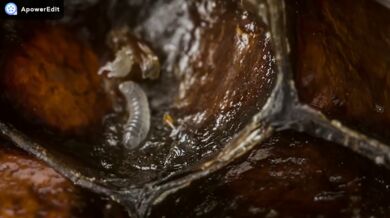 Prvních 21 dní v životě včely