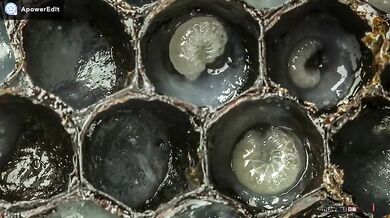 Prvních 21 dní v životě včely