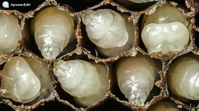 Prvních 21 dní v životě včely