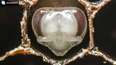 Prvních 21 dní v životě včely