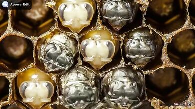 Prvních 21 dní v životě včely