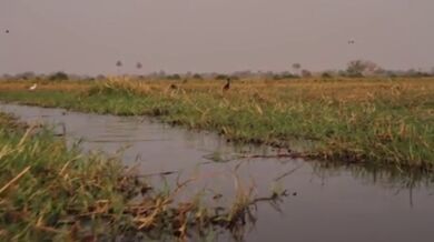 Setkání s krokodýlem