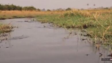 Setkání s krokodýlem