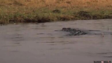 Setkání s krokodýlem