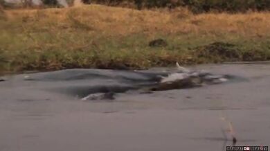 Setkání s krokodýlem