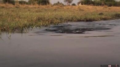 Setkání s krokodýlem