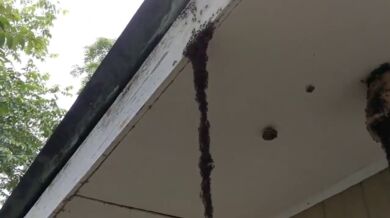 Útok mravenců na vosí hnízdo