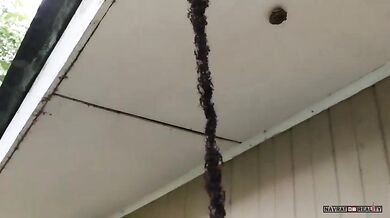 Útok mravenců na vosí hnízdo