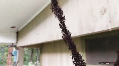 Útok mravenců na vosí hnízdo