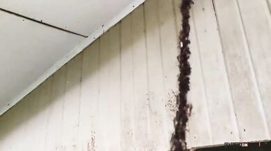 Útok mravenců na vosí hnízdo