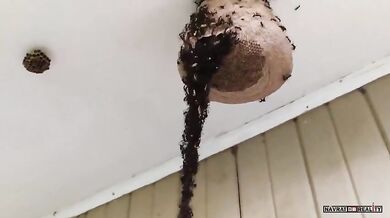 Útok mravenců na vosí hnízdo