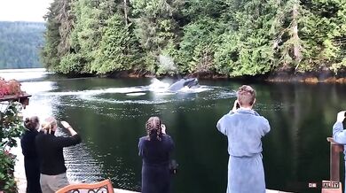 Setkání s velrybami #15