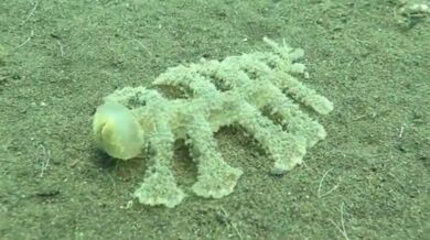 Podivný mořský živočich