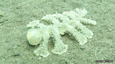 Podivný mořský živočich