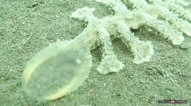 Podivný mořský živočich