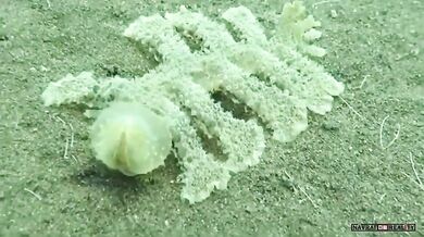 Podivný mořský živočich