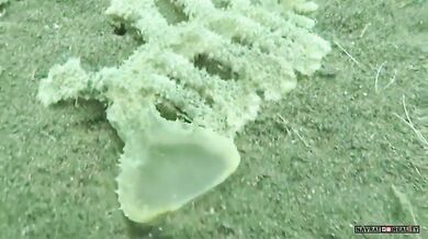 Podivný mořský živočich