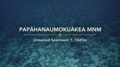 Šírotlamka pelikánovitá